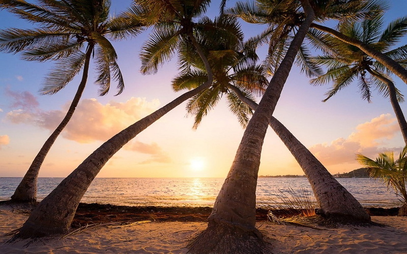 480P, nature landscape beach sunrise palm trees sea sand tropical caribbean guadeloupe island summer vacations