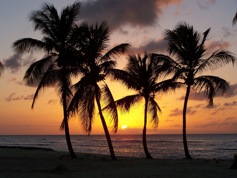 coconut palm tree, outdoors, exotic, 2K, tropical tree, four, Beach, Sunset, scenics - nature, horizon, evening, water, island, sea, tree, palm tree, cloud - sky