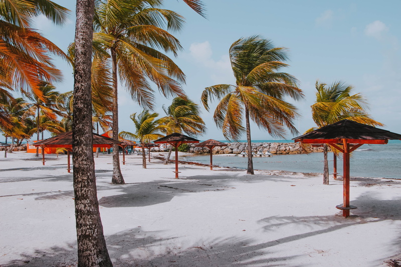 island, leaf, scenics - nature, animal, tranquility, tree, beach, machine, exotic, trunk, snow, tropical climate, outdoors, sea, water, bird, winter, 5K