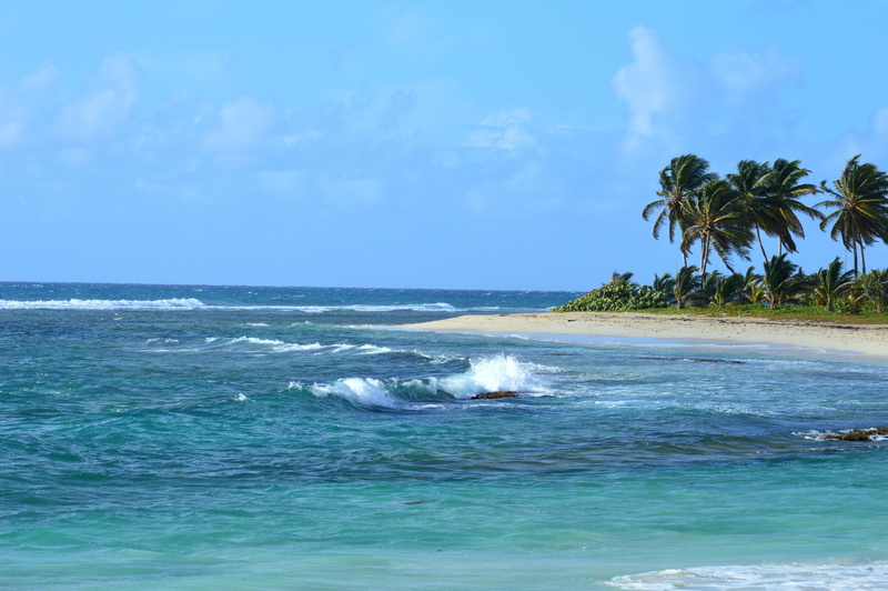 scenics - nature, nature, sand, land, ocean, waterfront, body, tradewinds, guadeloupe, island, sky, 5K, outdoors, palm, palm Tree, wave, coconut palm tree