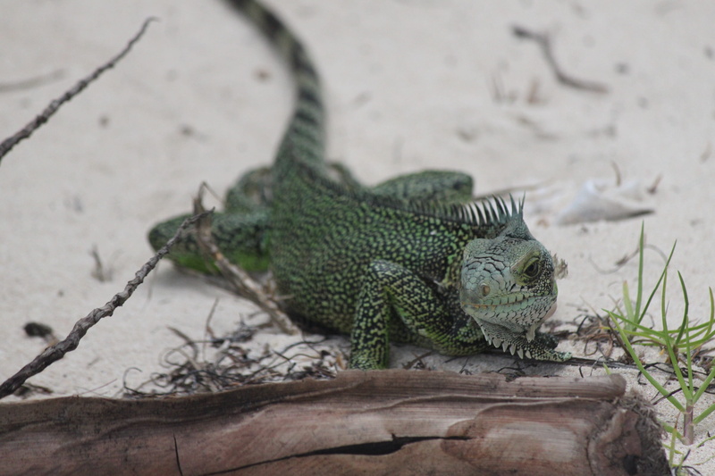 reptile, island, selective focus, focus on foreground, outdoors, animals in the wild, paradise, animal wildlife, one animal, landscape, high angle view