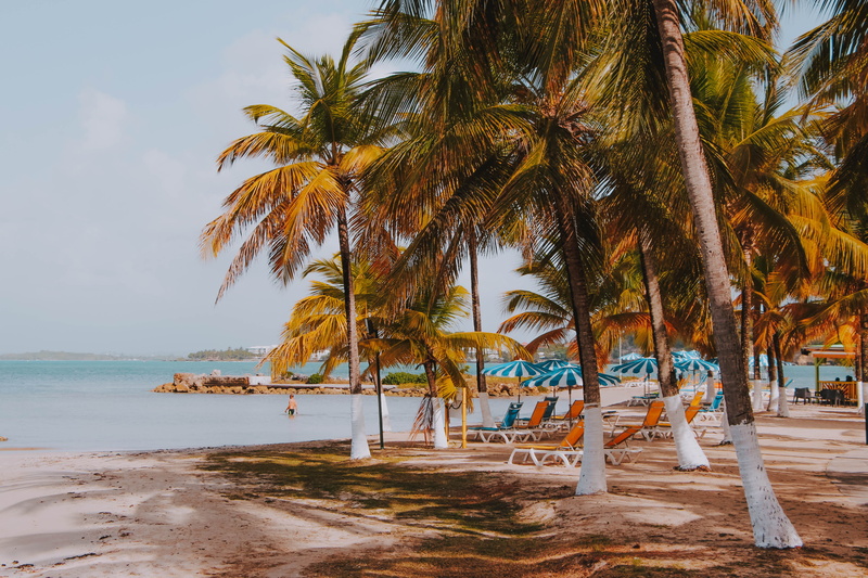 growth, outdoors, coconut palm tree, water, palm tree, travel, horizon, painting, art, exotic, 4K, plant, sky, tree, person, beach, island, sea, arecaceae