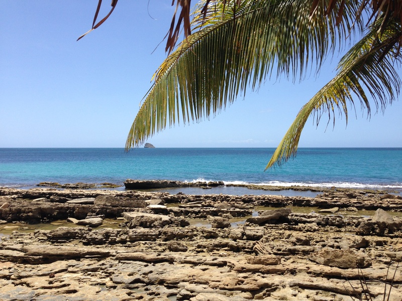 non-urban scene, scenics - nature, light, wild, palm leaf, guadeloupe, no people, horizon over water, 2K, coconut, heat, palm tree, landscape, coconut palm tree