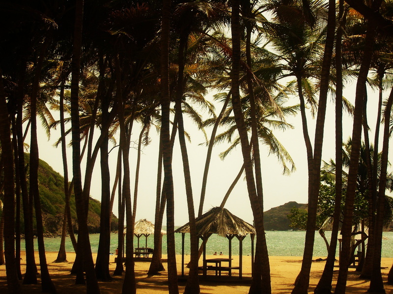 water, shading, ocean, architecture, plant, beauty in nature, tranquil scene, trunk, caribbean, sea, beach, no people, palm tree, nature, tree trunk, 2K