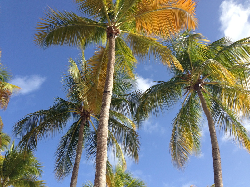paradise, summer, sun, tropical climate, tranquility, guadeloupe, sky, 2K, landscape, land, cloud - sky, ile, outdoors, tall - high, Light, palm tree