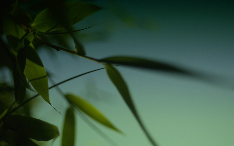 no people, plant part, close-up, low angle view, green, plant, leaf, beauty in nature, sky, animals in the wild, focus on foreground, growth, twig, outdoors