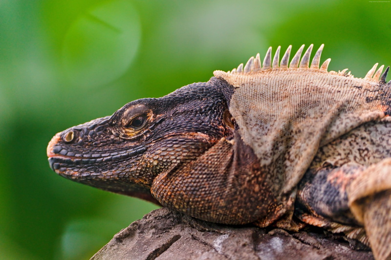 Mexico, Island, nature, Caribbean, animal, Reptile, green, Iguana, 4K, Lizard