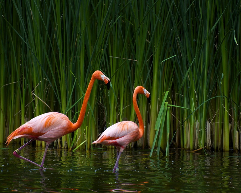 animal themes, 720P, birds, grass, animal, nature, flamingo, group of animals, bird, lake, day, beauty in nature, plant, animals in the wild, no people