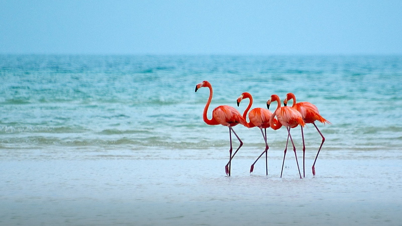 Sea, Bird, Horizon, Beach, Flamingo, Ocean, Animal, 1080P, Birds