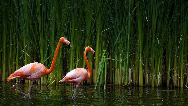flamingos, water, plants, animals, 2K, birds