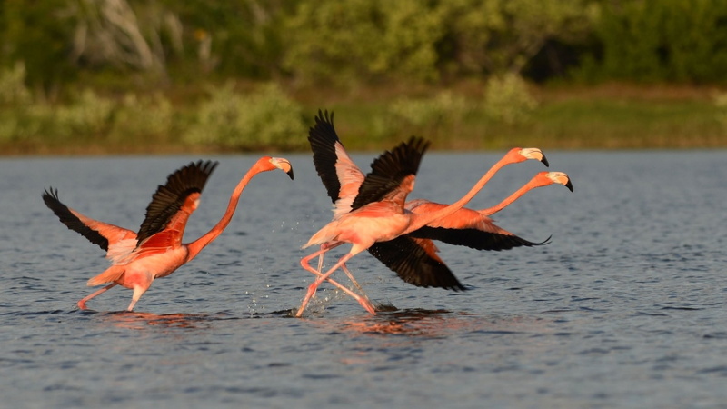 1080P, water, animals, flamingos, birds, nature