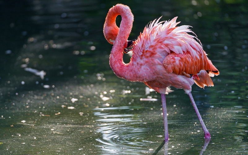 animals, flamingos, birds, ripples, 2K, nature