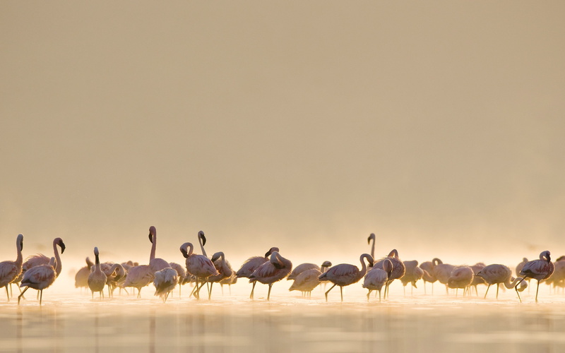 flamingos, animals, birds, water, 2K, nature