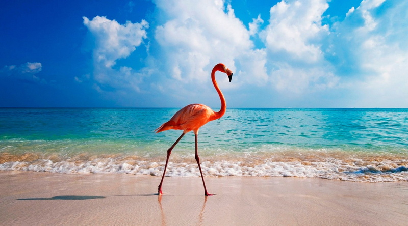flamingo, animal wildlife, vertebrate, water, travel destinations, cloud - sky, beauty in nature, nature, horizon, land, bird, 4K, turquoise colored, beach