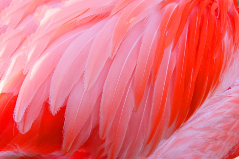 animal body part, one animal, pink color, 1080P, animal wildlife, orange color, red, feather, backgrounds, softness, no people, flamingo computer  backgrounds