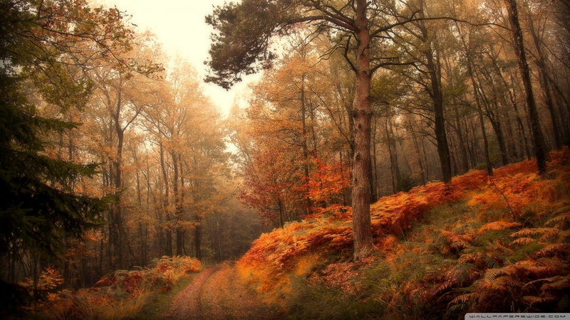 growth, nature, autumn collection, non-urban scene, outdoors, pathway, orange color, tranquility, plant, no people, fall, tree, sunlight, near, leaf, trees