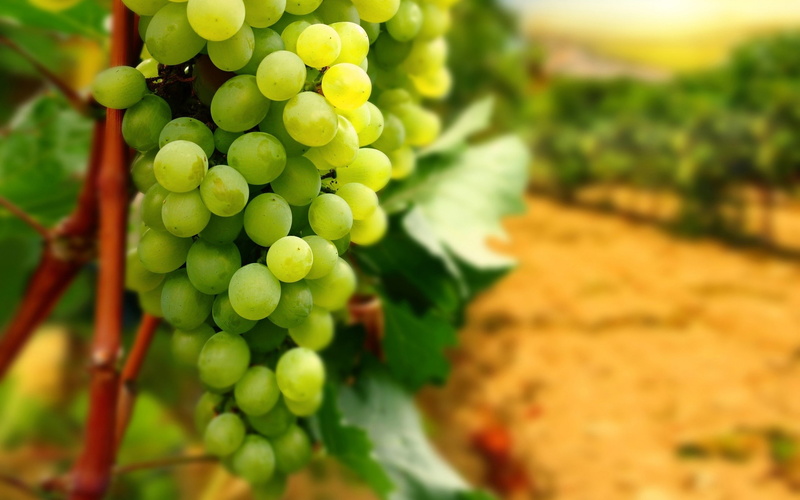 grapes, fruit, 2K