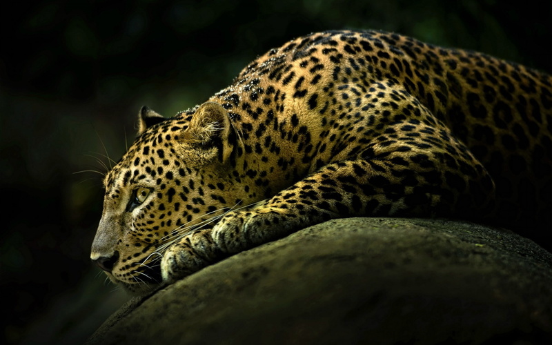 animal wildlife, relaxation, lying, rock, feline, undomesticated cat, tree, whisker, one animal, animals in the wild, animal markings, ready, animal, spotted