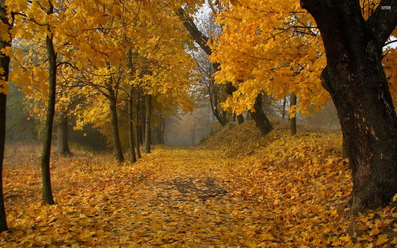 tree, fall, nature, path, hd wallpaers, Forest, autumn, hd nature, 2K, 2560x1600