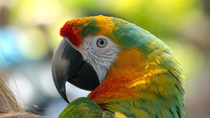 feather, macaw, nature, predators, animal body part, parrot, animal, animal head, environment, pc, profile view, multi colored, animal wildlife, 4K, phone