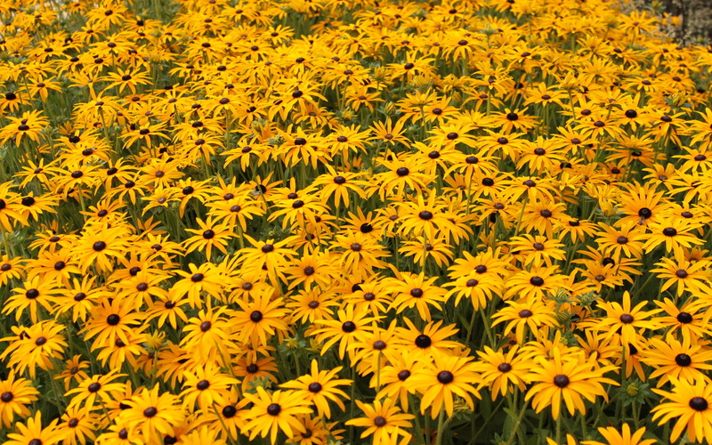 wallpaer, field, hd, rudbeckia, 2K