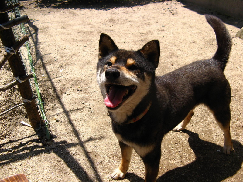 tongue, 1080P, smiling, shiba, shiba inu, smile, happy, animals