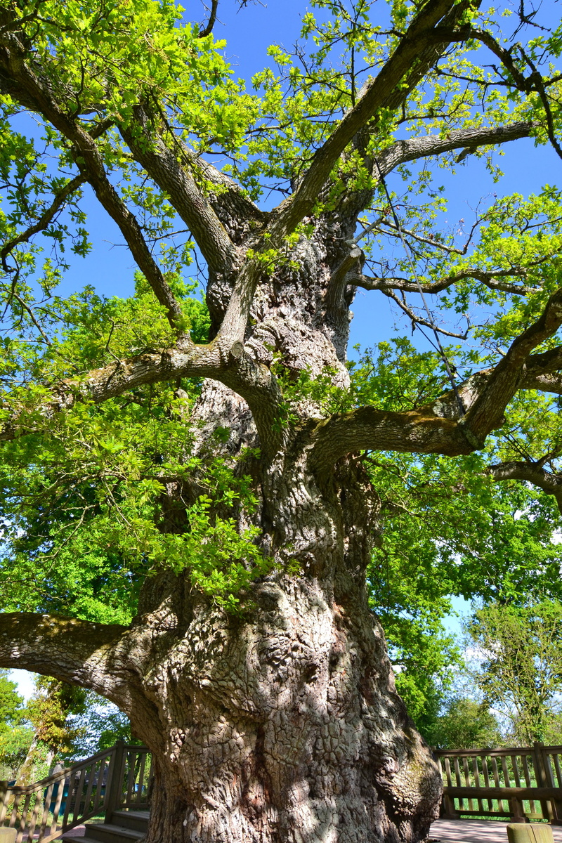 growth, sky, branch, day, bark, beauty in nature, brittany, sunlight, old oak, oak, trunk, forest, tree, plant, no people, outdoors, tranquility, old tree