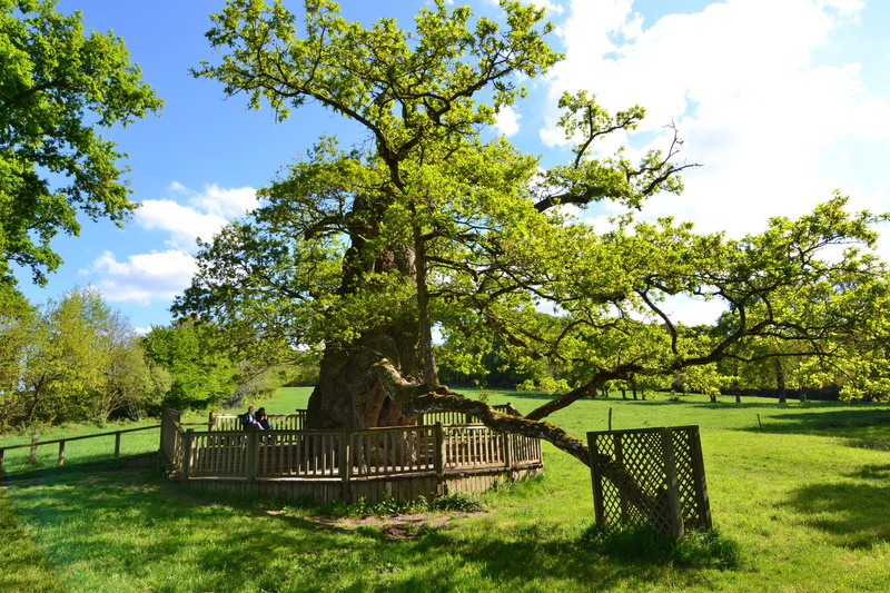old oak, old tree, forest, barrier, tranquil scene, 4K, tree, park - man made space, guillotin oak, sky, outdoors, nature, cloud - sky, legend, green color