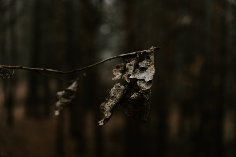 wander, day, decay, explore, ice, 4K, dry, dried, withered, leaves, deca, plant, animal, cold, close-up, nature, winter, cold temperature, insect, fall