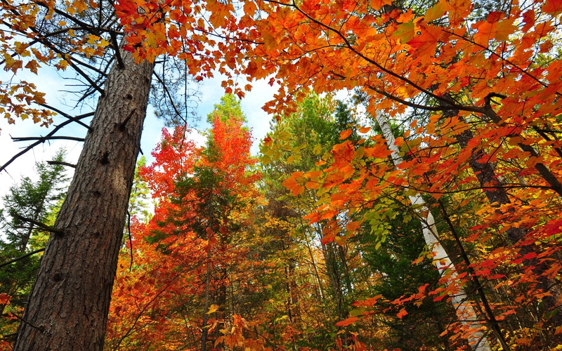 Maple, Leaves, Red, Forest, 1080P, Trees, Autumn, Trunk