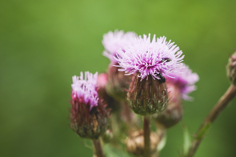 calm, creeping, plant, summer, freshness, fragility, wildflower, pollen, scene, pollination, growth, selective focus, life, petal, focus on foreground