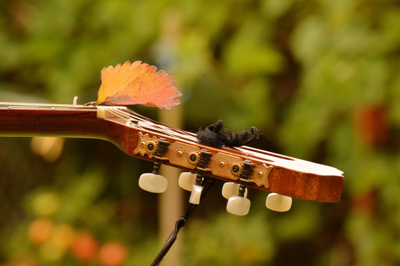 autumn, wooden guitar, music, plant, outdoors, close up, guitar, day, violin, guitar neck, musical equipment, no people, string, tree, 5K, guitar head