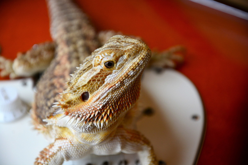 wary, guitar, macro, iguana, animal scale, fender, scales, spurs, colorful eyes, electric, close-up, animal eye, colorful, indoors, ear, closeup, bearded dragon