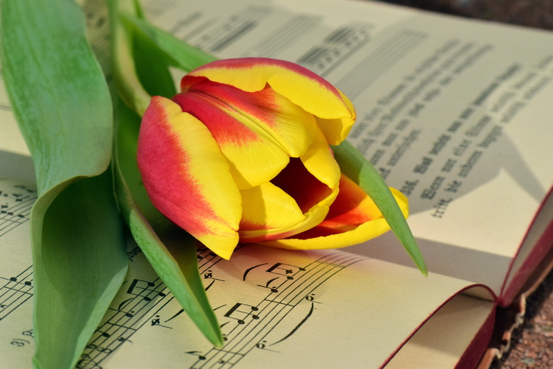 pitched, red, plant, small group of objects, flower head, close-up, freshness, petal, tulip, bloom, vulnerability, romantic, tulpenbluete, publication