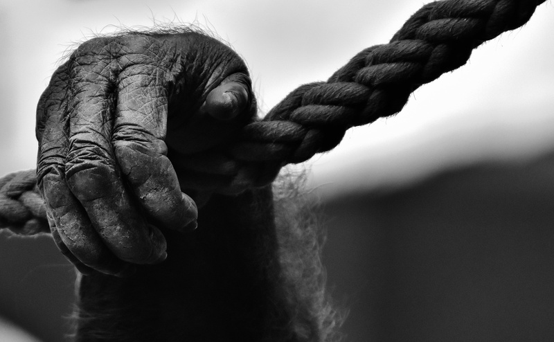 rope, hand, adult, photo, water, wildlife photography, sport, human hand, tierpark hellabrunn, holding, grayscale, monkey, gorilla, nature, fist, finger