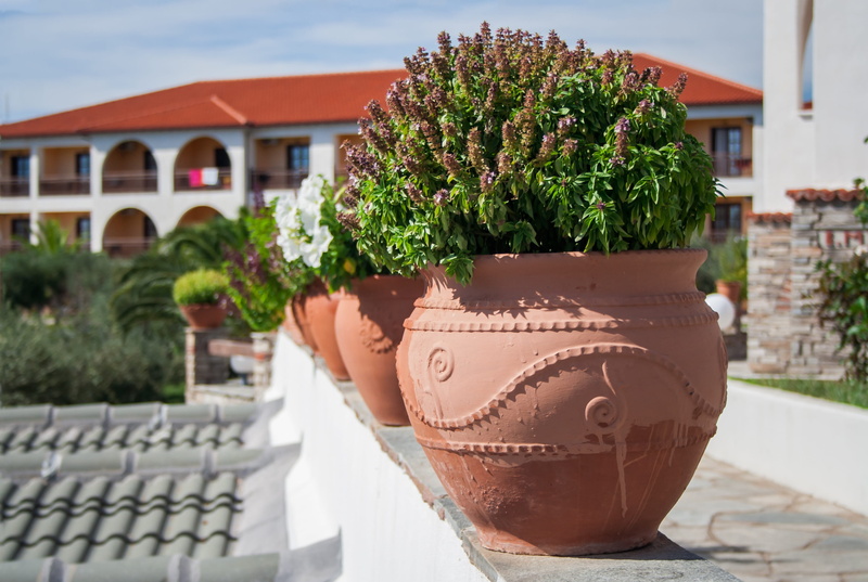 growth, flower, Sound, vascular, holiday, freshness, container, nature, house, craft, architecture, hand labor, crete, pottery, palm trees, flower pot