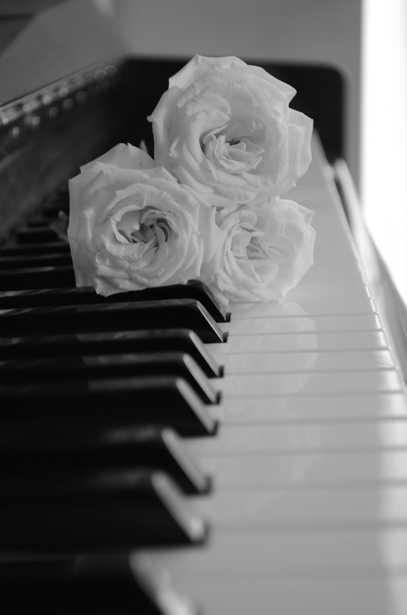no people, concert, arts culture and entertainment, plant, piece of music, musical equipment, selective focus, flowering plant, musical instrument, piano key