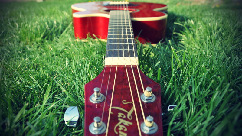 land, musical Instrument, singing, nature, string, chord, musical equipment, musician, field, day, plants, musical Instrument String, macro