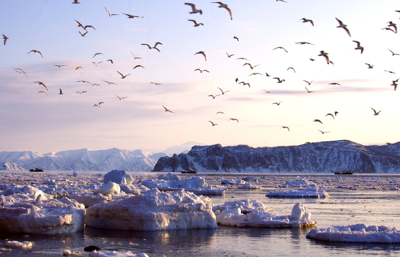 berg, seagull, meltdown, outdoors, sky, nature, peninsula, beach, lull, kamchatka, flying, vertebrate, gulls, snow, animal, mountain, evening, landscape