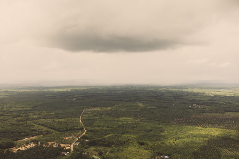 green color, landscape, day, dirt road, nature, 5K, tropical, cloud - sky, idyllic, outdoors, road, beauty in nature, tambon krabi noi, palm trees, tranquility