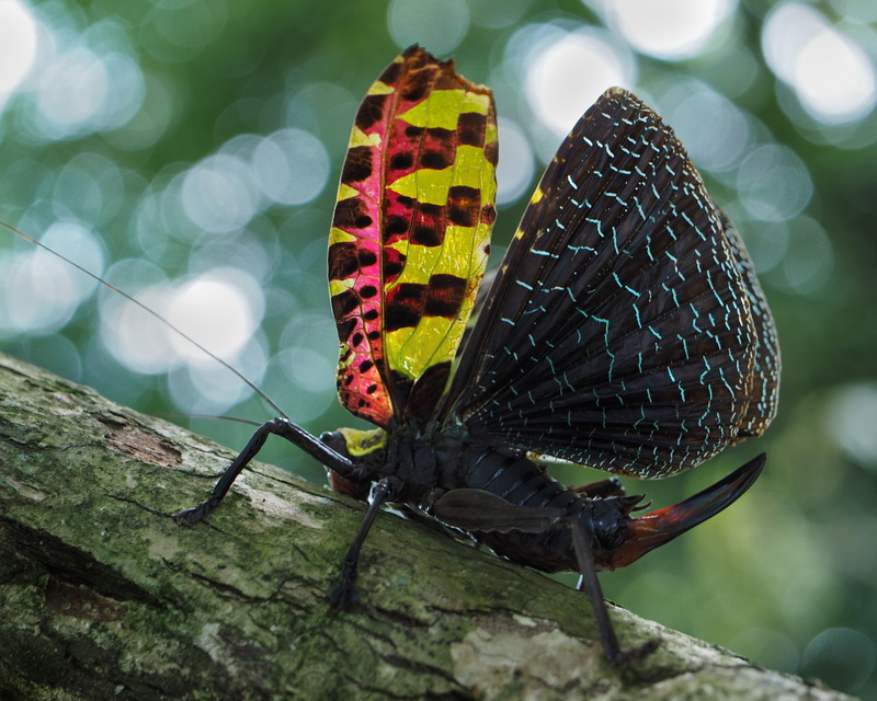 animal wing, animal markings, wildlife, day, no people, butterfly, close-up, 4K, a species of cricket in ba vi national park, nature, tree, insect, plant