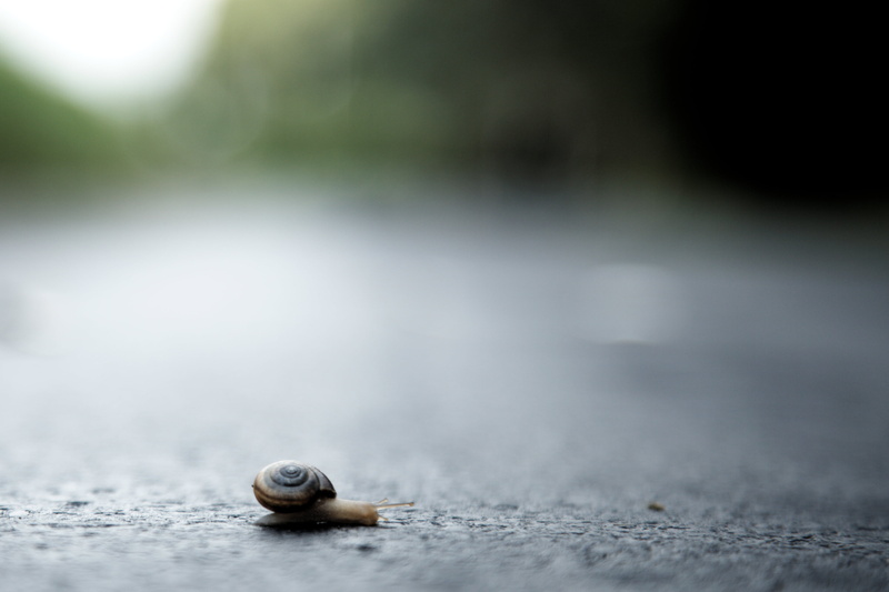 macro, nature, extreme, close-up, backgrounds, brown, snail, bokeh, Move a, trail, daytime, Lapidary, on road, black, a little faster, road, dof, shallow