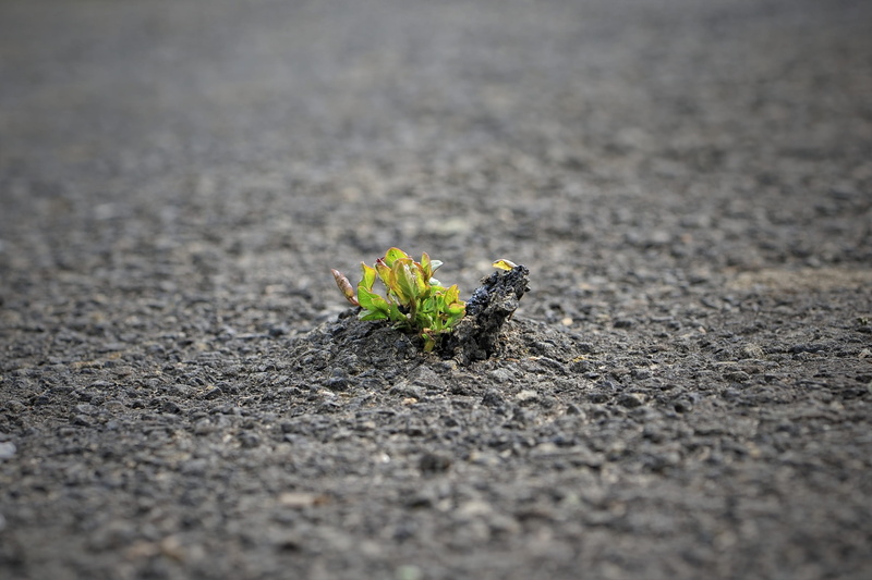 nature, the nature is stronger, breakthrough, photography, flower head, yellow, outdoors, flowering plant, freshness, road, beauty in nature, vulnerability