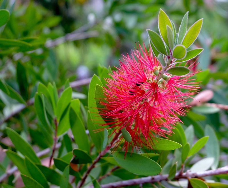 beauty in nature, bottles, day, focus on foreground, fragility, brush flower, petal, no people, plant, nature, flowering plant, flower, plant part, Bottlebrush