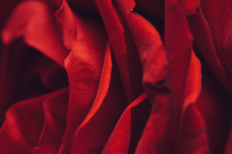 beautiful, flower, no people, full frame, vulnerability, nature, arts culture and entertainment, dark, pattern, flowers, plant, extreme close-up, jewelry