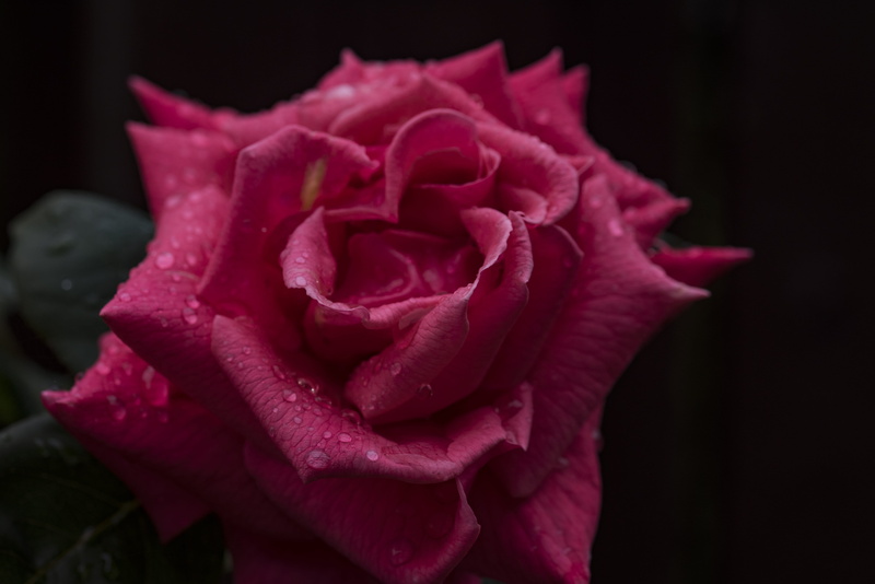 5K, carnation, jewelry, plant, acanthaceae, vulnerability, flower head, pink color, close-up, accessories, water, rose, inflorescence, dew, fragility