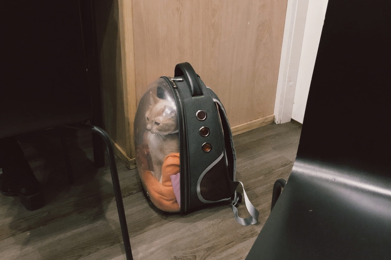 purse, home interior, hardwood floor, wheel, no people, plywood, handbag, wood, music, absence, accessory, cat, appliance, single object, wood - material