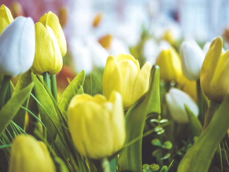 yellow, close-up, plants, 4K, petal, depth of field, green color, tulip, background, close, fragility, yellow flowers, nature, inflorescence