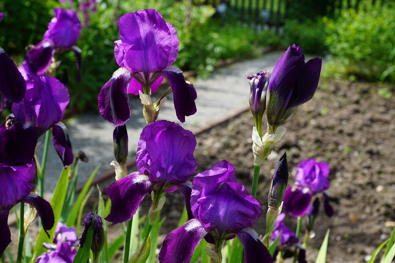 spring, land, love, flowering plant, springtime, places of interest, garden, tee, south, nature, pentecost, dark purple, more, no people, gift, perfume
