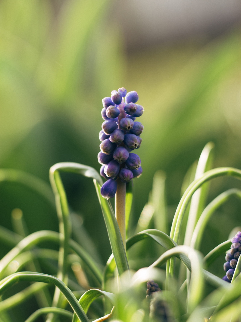 lupin, bud, green color, freshness, insect, sprout, vulnerability, nature, fruit, inflorescence, outdoors, selective focus, flower head, photography, flowers